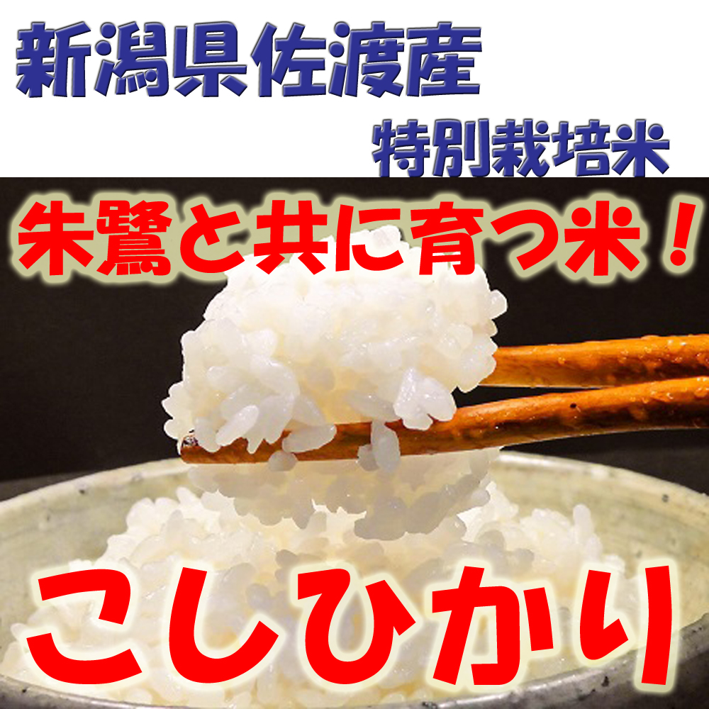 新潟県佐渡島産　令和5年産　特別栽培米　コシヒカリ　白米5Ｋｇ